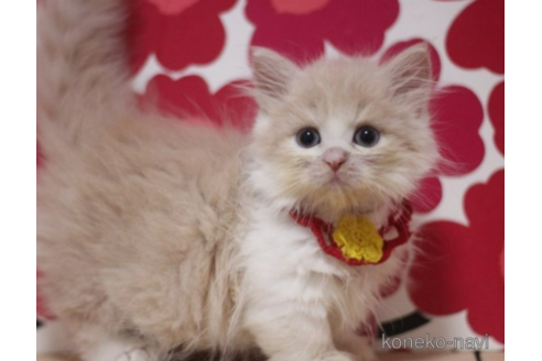 成約済の東京都のマンチカン(短足)-71217の3枚目